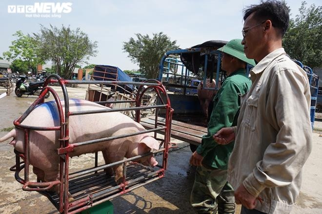 Lợn nhập Thái Lan chưa về nhiều, giá lợn hơi trong nước lại tăng